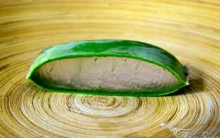 Чем так хорош гель алоэ и почему его можно не покупать