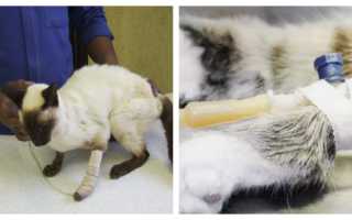 Болезнь кошек хпн что это