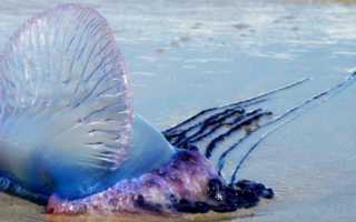 Ожог от медузы: симптомы и последствия, первая помощь, лечение