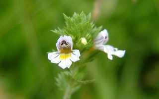 Урологический сбор при пиелонефрите и цистите